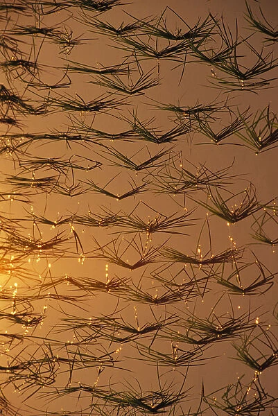 Thailand, Mai Sai Close-Up Of Rice Shoots Reflected On Water