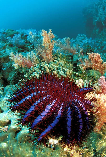 Thailand, Reef Scene With Crown-Of-Thorns Starfish (Acanthaster Planci)