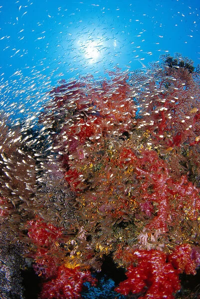 Thailand, School Cardinalfish And Alcyonarian Coral, Sunburst Background (Rhabdamia Cypselura) Dendronephthya Sp?
