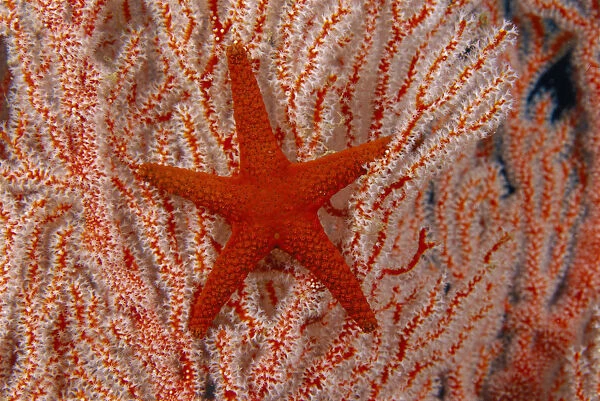 Thailand, Sea Star Aka Starfish (Fromia Indica) Gorgonian Coral Red And White