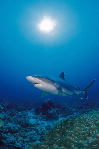 Thailand, Silvertip Shark Over Reef, Sunburst (Carcharhinus Albimarginatus)