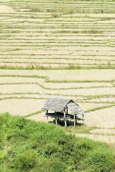 Thailand, Thatched roof shelters in terraced rice paddies; Mae Sariang