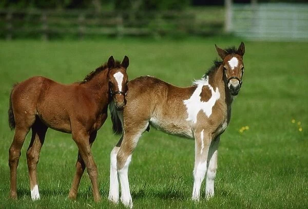 Thoroughbred Foal And Half-Breed