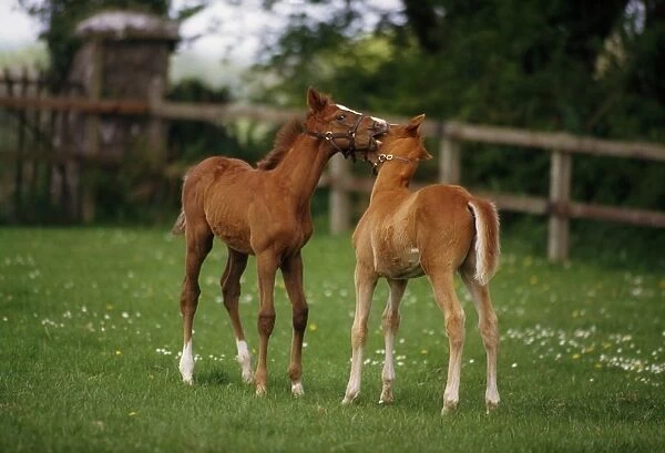 Thoroughbred Foal, Ireland