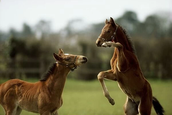 Thoroughbred Foals Playing, Ireland