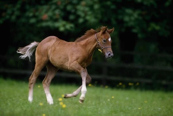 Thoroughbred Horse, National Stud, Ireland