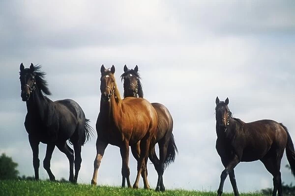 Four Thoroughbred Horses In A Field, Republic Of Ireland