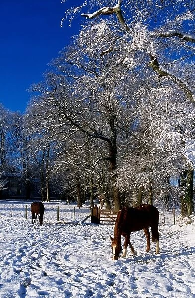 Thoroughbred Horses, Mares In Snow, Ireland