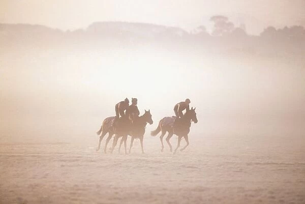 Thoroughbred Horses In Training, Curragh, Co Kildare, Ireland