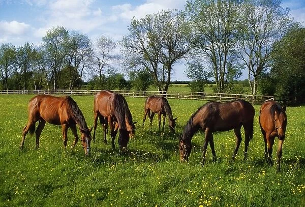 Thoroughbred Horses, Yearlings, Ireland