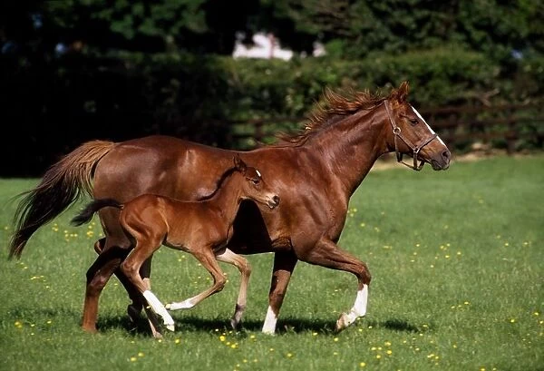 Thoroughbred Mare And Foal Galloping, Ireland