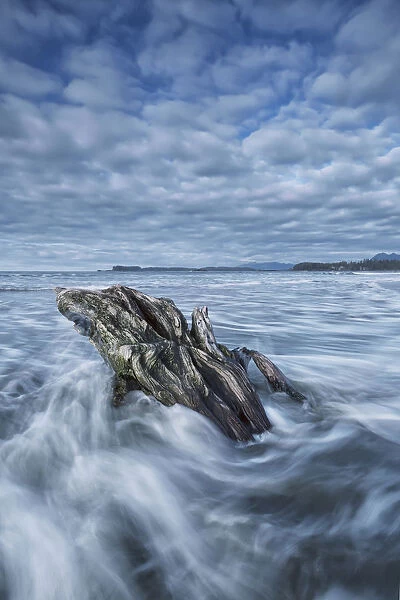 The tide coming in and flowing around a sunken piece of driftwood, chesterman beach; Tofino, vancouver island, british columbia, canada