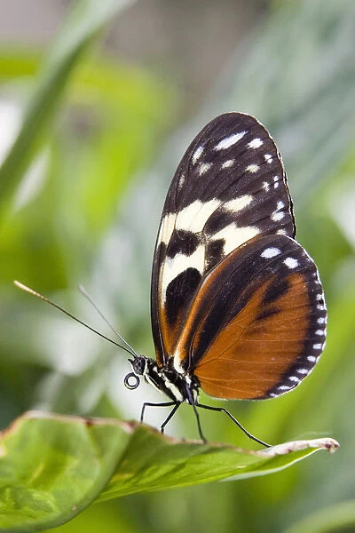 Tiger Longwing Butterfly (Heliconius Hecale) Resting On Leaf, Niagara Butterfly Conservatory, Niagara Falls, Ontario, Canada