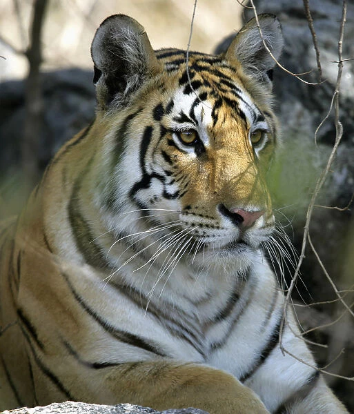 Tiger Sitting Amongst Leaves, Close Up