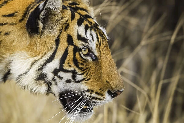 Tiger in the wild, Ranthambhore National Park, India
