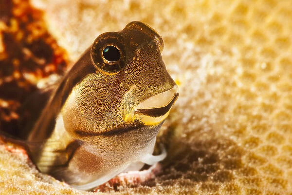 A Tiny Combtooth Blenny, Ecsenius Sp, Emerges From A Hole In Hard Coral Off The Island Of Yap; Micronesia