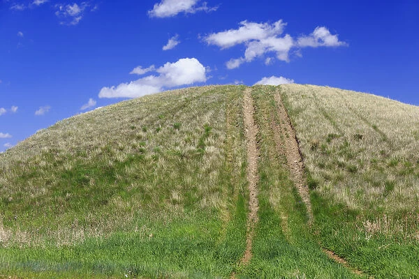 Tire Tracks On A Grassy Hill; Cypress Hills, Saskatchewan, Canada