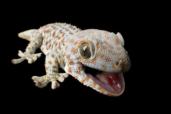 Tokay gecko smiling for the camera