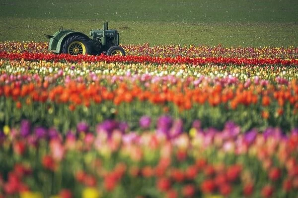 Tractor In Tulip Field