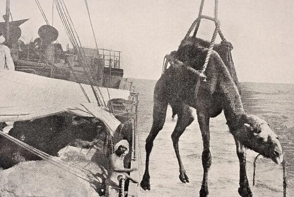 Transferring Camel From Ship To Land In Persian Gulf 1915 From The War Illustrated Album Deluxe Published London 1916