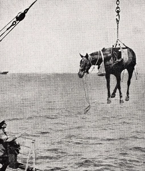 Transferring Horsel From Ship To Land In Persian Gulf 1915 From The War Illustrated Album Deluxe Published London 1916