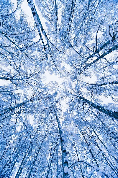 Tree Top Abstract Of A Snow Covered Birch Forest, Winter, Anchorage, Alaska