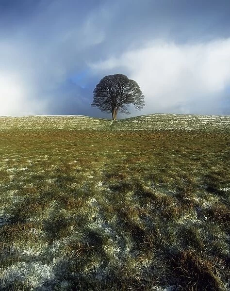 Tree On A Landscape, Giants Ring, Belfast, Northern Ireland