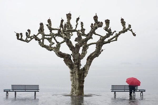 A tree and a person with a red umbrella at the waters edge; Ascona ticino switzerland