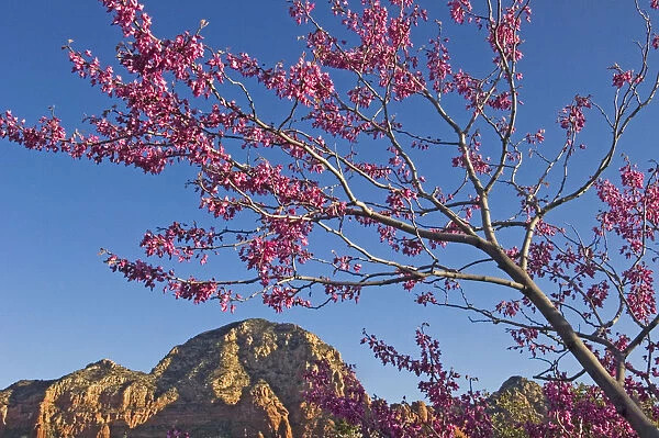 A Tree With Pink Blossoms In Red Rock Country