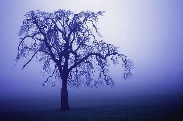 Tree Silhouette In Blue Fog