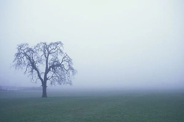 Tree Silhouette In Fog