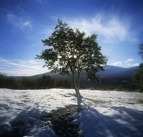 Tree On A Snow Covered Landscape, Glencree, Republic Of Ireland