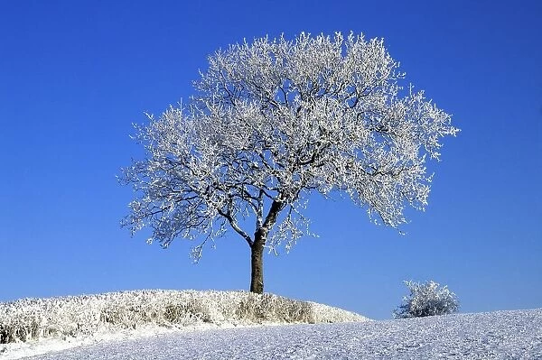 Tree In Winter, Co Down, Ireland