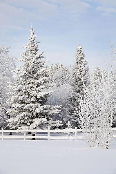 Trees Covered With Snow And Frost; Calgary, Alberta, Canada