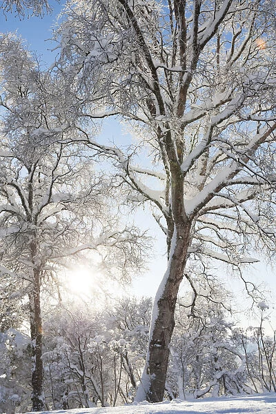 Trees Covered In Snow And Hoarfrost Backlit By The Sunlight Against A Blue Sky; Alaska, United States Of America