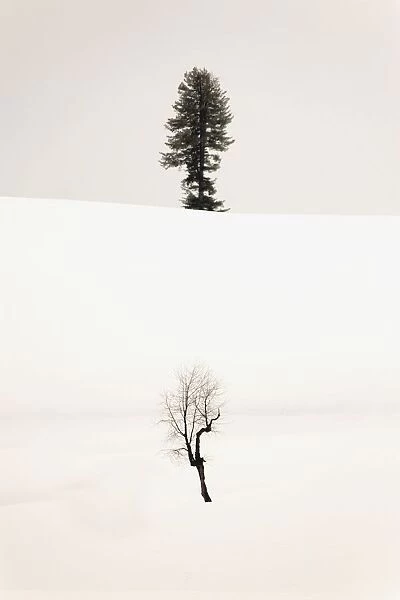 Trees In The Snow
