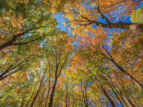 Treetops with autumn coloured foliage
