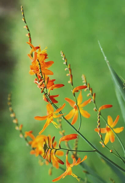 Tritonia Crocosmiflora Flowers, Orange, Growing In The Wild, Blurry Green Background (Tritonia Pottsii X Crocosma Aurea)