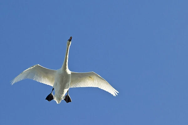 Trumpeter Swan In Flight Over Westchester Lagoon, Anchorage, Southcentral Alaska, Fall