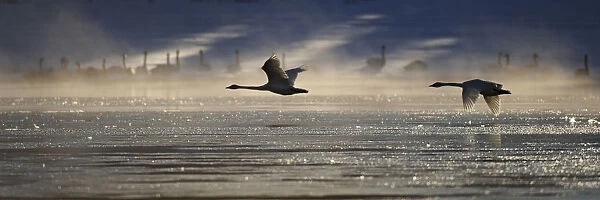 Trumpeter Swan Silhouetted In Flight Near Swan Haven, Yukon Territory