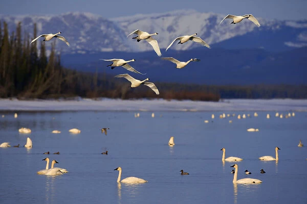 Trumpeter & Tundra Swans Rest @ Marsh Lake On Spring Migration North Through Yukon Territory Canada Composite