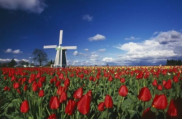 Tulip Field And Windmill