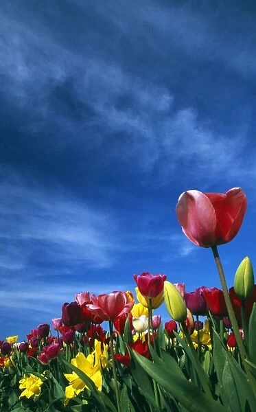 Tulips In Field