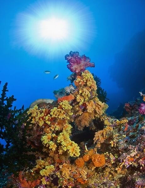 Underwater Starburst Streaming Down On Soft Corals, Fiji