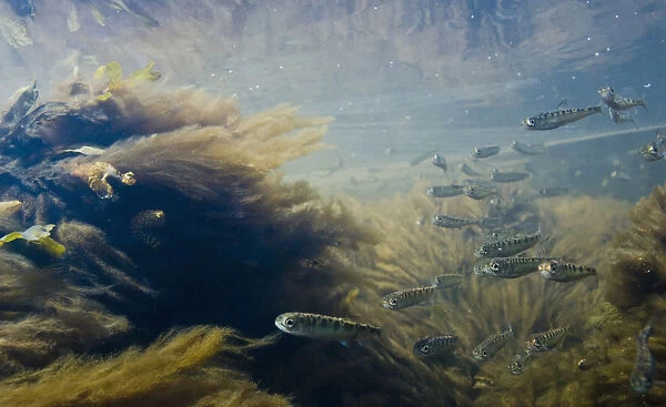 Underwater View Of Chum Salmon Fry Migrating To Sea From Their Freshwater Natal Habitat, Hartney Bay, Alaska