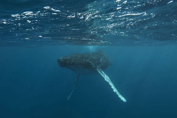 Underwater View Of A Humpback Whale In The Atlantic Ocean