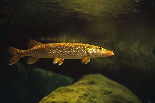 Underwater View Of Northern Pike