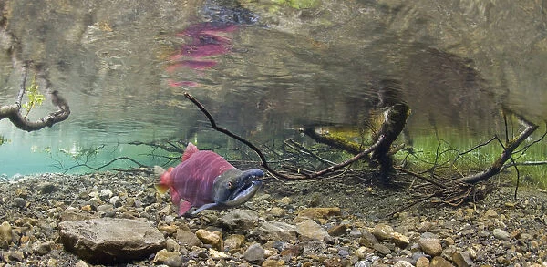 Underwater View Of A Sockeye Salmon On Spawning Grounds With Salmon Fry Hiding In The Weeds, Power Creek, Alaska