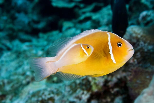 USA, Bright orange Anemone Fish swimming with new baby near coral reef; Hawaii