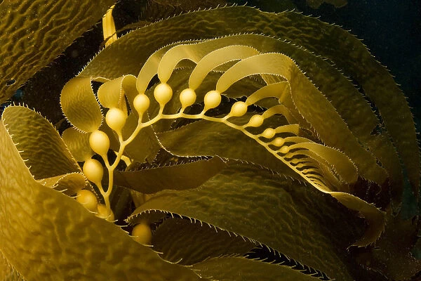 USA, California, Channel Islands National Marine Sanctuary; Catalina Island, Giant Kelp Frond showing Pneumatocysts (Macrocystis Pyrifera)
